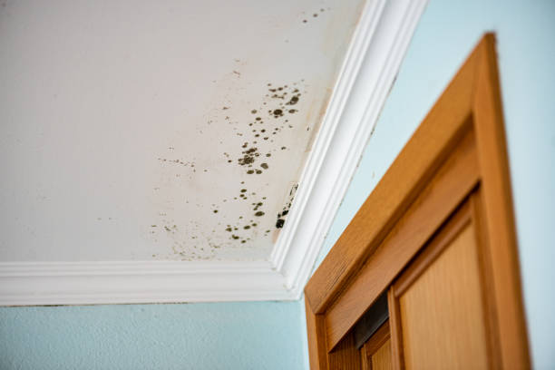 Best Residential Mold Remediation in Runaway Bay, TX