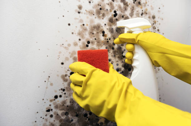 Professional Mold Remediation in Runaway Bay, TX