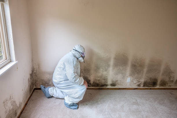 Best HVAC Mold Remediation in Runaway Bay, TX