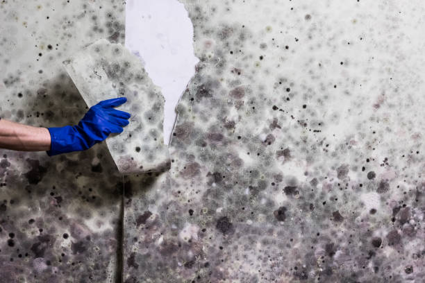 Best Attic Mold Remediation in Runaway Bay, TX