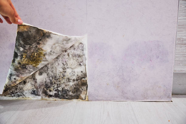 Best DIY Mold Remediation Support Services in Runaway Bay, TX